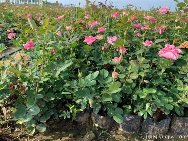 盆栽月季為何花朵越開(kāi)越小(圖1)