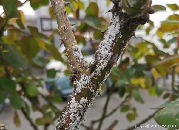 樹(shù)狀月季的桑盾蚧蟲(chóng)害有哪些傷害害，該如何防治？(圖1)
