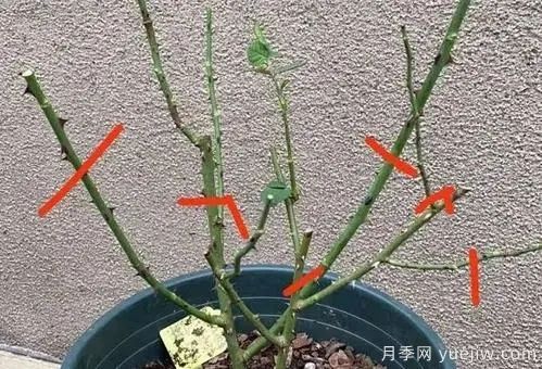 二月份月季花管理很重要，查漏補缺進(jìn)入爆長(cháng)期(圖1)