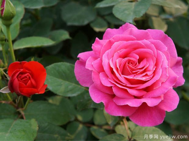 月季盆花要枝葉茂盛，合理施肥很重要(圖1)