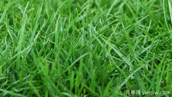 ***全常用草坪品種、優(yōu)點(diǎn)缺點(diǎn)和施工要點(diǎn)(圖2)