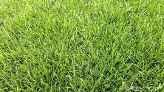 ***全常用草坪品種、優(yōu)點(diǎn)缺點(diǎn)和施工要點(diǎn)(圖3)