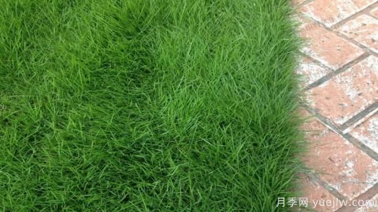 ***全常用草坪品種、優(yōu)點(diǎn)缺點(diǎn)和施工要點(diǎn)(圖4)