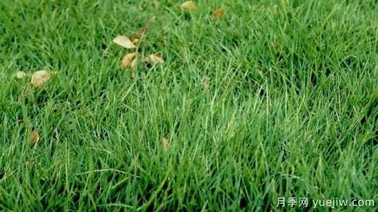 ***全常用草坪品種、優(yōu)點(diǎn)缺點(diǎn)和施工要點(diǎn)(圖5)