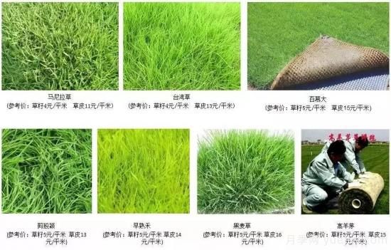 ***全常用草坪品種、優(yōu)點(diǎn)缺點(diǎn)和施工要點(diǎn)(圖7)