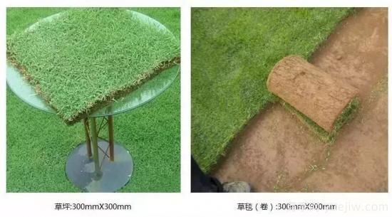 ***全常用草坪品種、優(yōu)點(diǎn)缺點(diǎn)和施工要點(diǎn)(圖8)