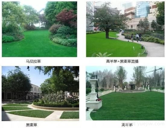 ***全常用草坪品種、優(yōu)點(diǎn)缺點(diǎn)和施工要點(diǎn)(圖9)