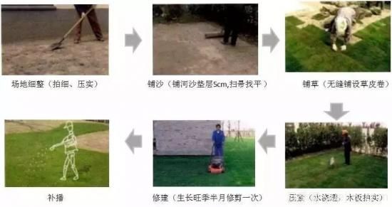 ***全常用草坪品種、優(yōu)點(diǎn)缺點(diǎn)和施工要點(diǎn)(圖12)