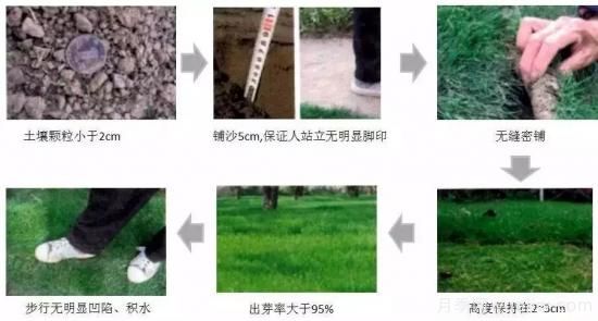 ***全常用草坪品種、優(yōu)點(diǎn)缺點(diǎn)和施工要點(diǎn)(圖13)