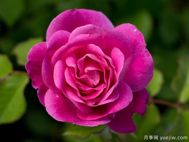 容易滿(mǎn)足月季EasyToPlease(圖1)