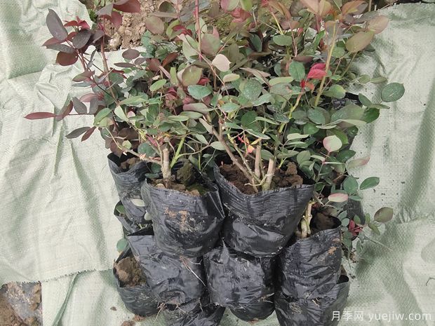 4千棵大花豐花月季苗運往山西運城美麗鄉村(圖4)