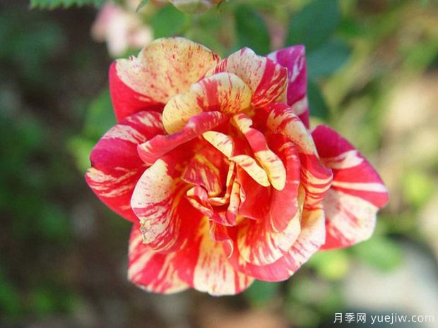 秋季節慶月季FallFestival(圖1)