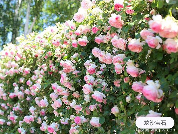 新手養殖月季花，5個(gè)基本點(diǎn)要熟知才能養好(圖1)