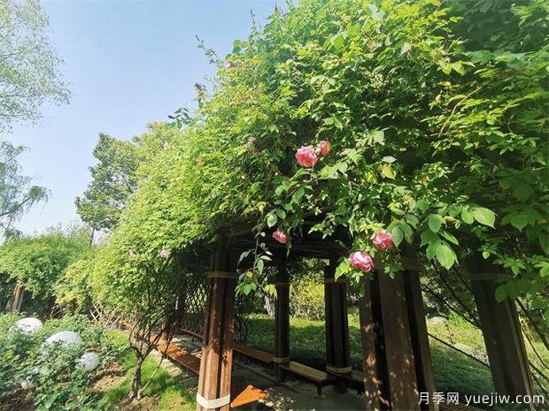 常州紫荊公園古老月季漸次開(kāi)放，展示市花的獨特文化魅力(圖1)