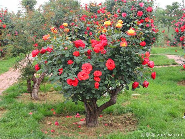古樁月季千百艷，老樹(shù)新花時(shí)時(shí)春(圖1)
