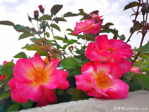 杭州高架月季盛開(kāi)，200萬(wàn)株月季花裝扮空中花廊(圖3)