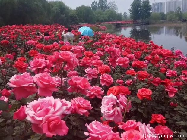平頂山月季市花文化和景觀(guān)圖集(圖1)
