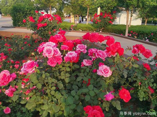 平頂山月季市花文化和景觀(guān)圖集(圖3)