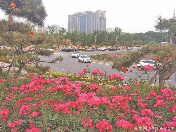 焦作月季市花文化和景觀(guān)圖集(圖3)