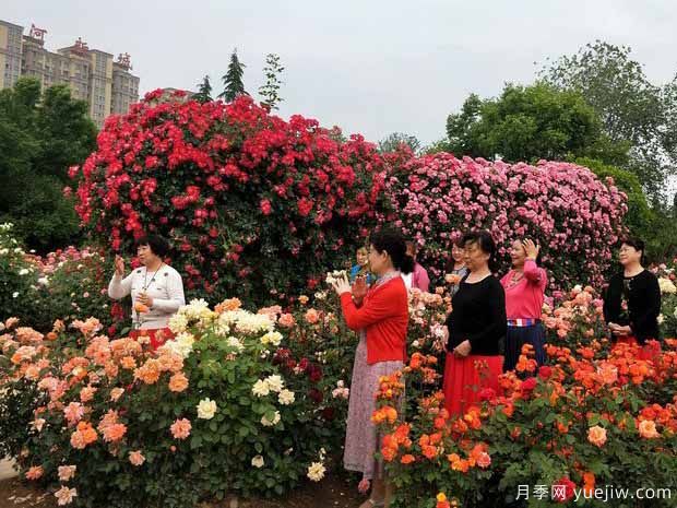 三門(mén)峽月季市花文化和景觀(guān)圖集(圖1)