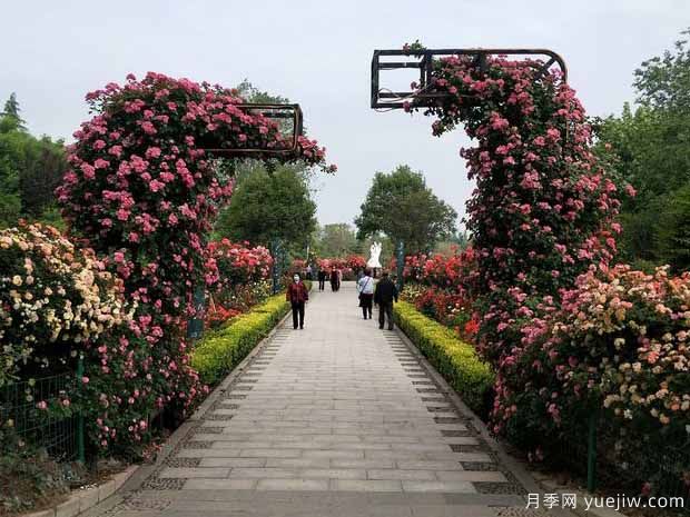 三門(mén)峽月季市花文化和景觀(guān)圖集(圖2)
