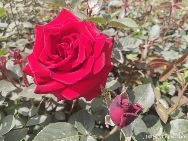 鄭州市花是月季，愛(ài)上鄭花滿(mǎn)城(圖1)