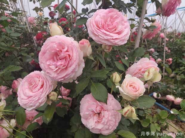 推薦3種藤本月季，打造絕美花墻，長(cháng)勢好花量大(圖1)