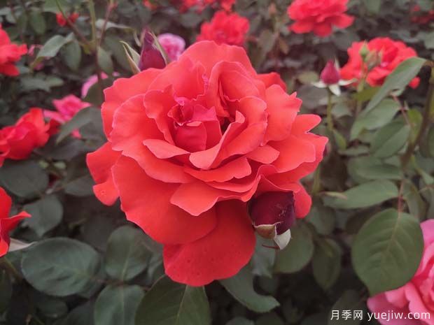 常見(jiàn)50個(gè)月季品種介紹，抗性好花不斷，可以買(mǎi)得到的經(jīng)典(圖1)