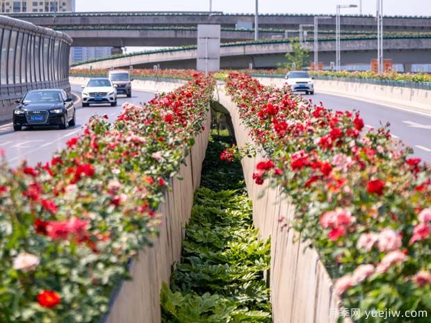 鄭州月季花路，生態(tài)廊道彩繪綠都花季(圖1)