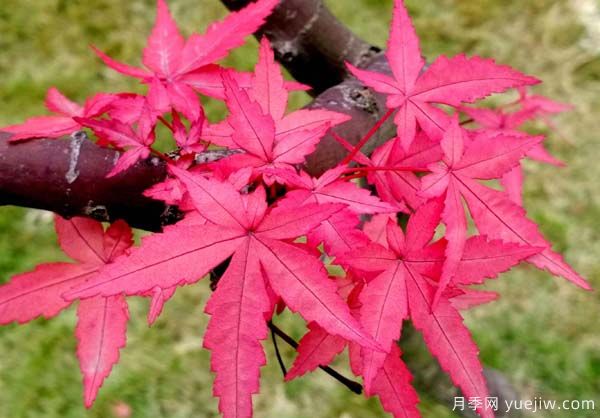 中國紅楓、美國紅楓、日本紅楓、加拿大紅楓的區別對比和前景(圖3)