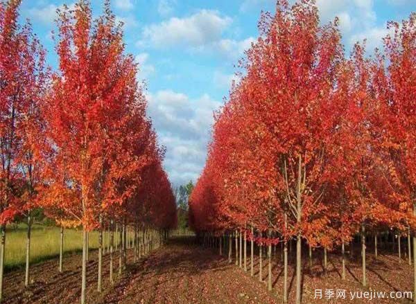 中國紅楓、美國紅楓、日本紅楓、加拿大紅楓的區別對比和前景(圖2)
