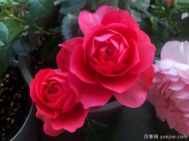 香奈兒陽(yáng)臺月季(圖1)