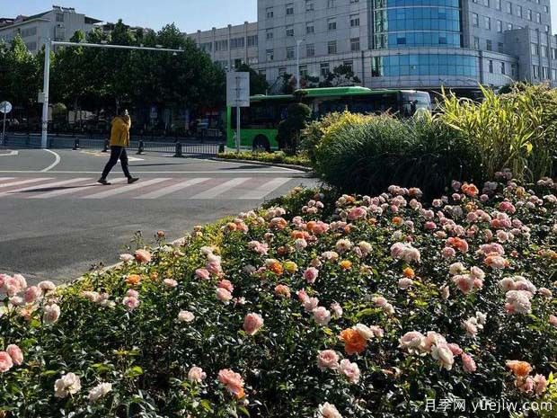 信陽(yáng)平橋區6月滿(mǎn)目繁花，開(kāi)啟月季美麗夏日(圖1)