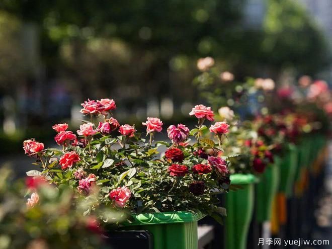 信陽(yáng)平橋區6月滿(mǎn)目繁花，開(kāi)啟月季美麗夏日(圖2)