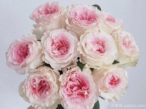 洛神月季花的10大優(yōu)點(diǎn)，沒(méi)有理由不選擇(圖1)