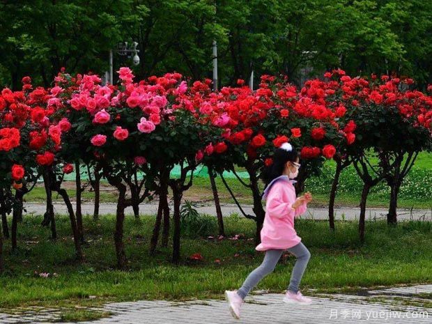 武漢新增多條絕美月季花道，江城處處花海景觀(guān)(圖2)