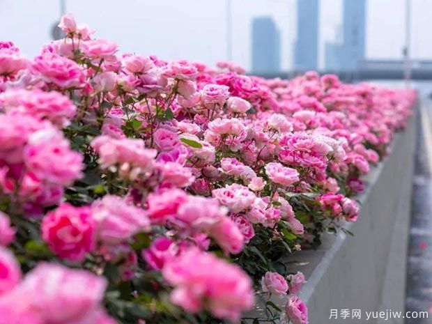 武漢新增多條絕美月季花道，江城處處花海景觀(guān)(圖3)