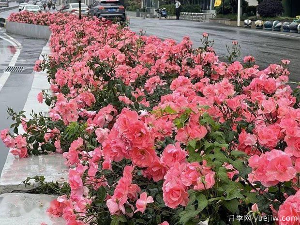 武漢新增多條絕美月季花道，江城處處花海景觀(guān)(圖6)