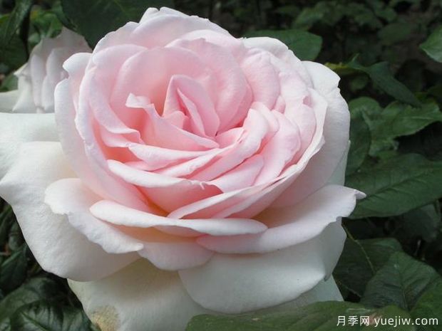 園藝王子月季，集美麗芳香抗性多優(yōu)點(diǎn)于一身(圖2)