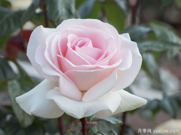 園藝王子月季，集美麗芳香抗性多優(yōu)點(diǎn)于一身(圖1)