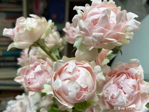 ?？麑殞氃录?蘇芬月季(圖4)