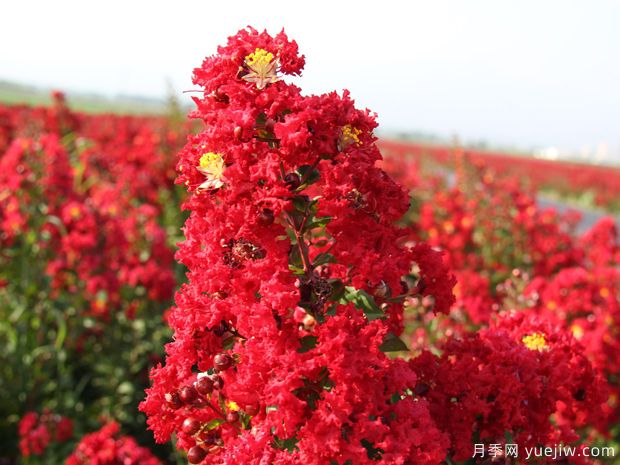 盛夏的紫薇，艷麗火熱(圖1)