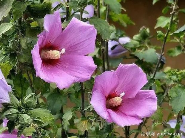 木槿的圖片特點(diǎn)和種植養護(圖2)