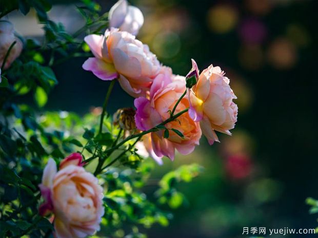 信陽(yáng)月季應用和景觀(guān)圖集(圖3)