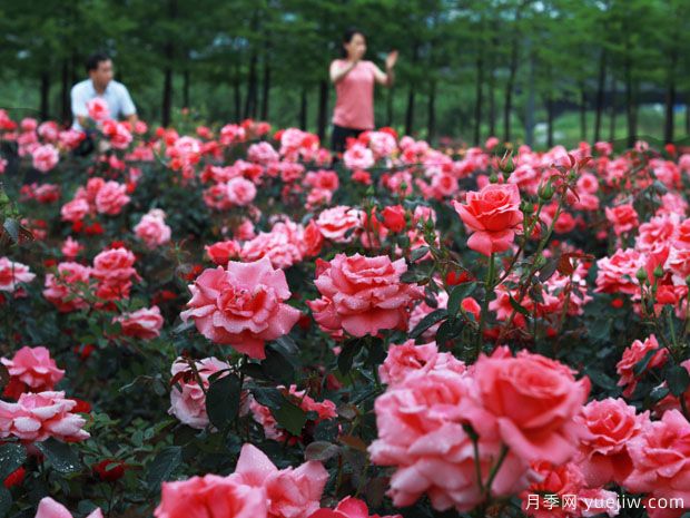 義烏月季市花文化和景觀(guān)圖集(圖1)