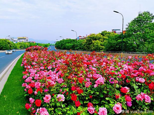 義烏月季市花文化和景觀(guān)圖集(圖2)
