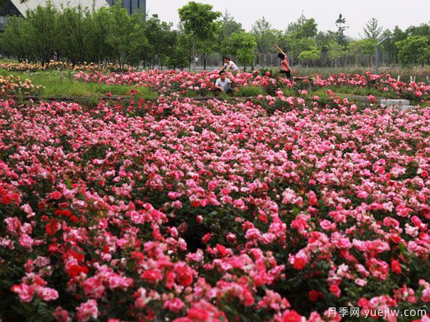 義烏月季市花文化和景觀(guān)圖集(圖4)