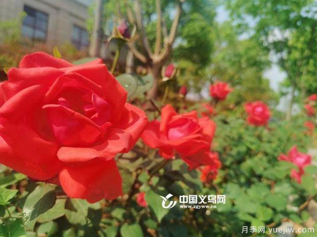 市花月季相繼綻放 義烏美麗春天花香滿(mǎn)城(圖1)