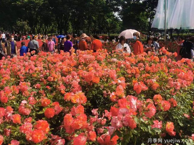 春天月季盛開(kāi)，德陽(yáng)的市花月季該有多美！(圖1)