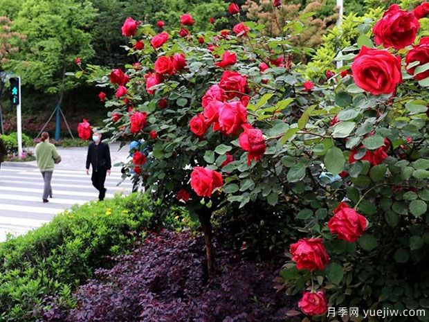 十堰市花文化和月季景觀(guān)(圖1)